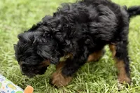 Omar, a male Miniature Bernedoodle for sale in Shipshewana, IN – 6 of 9