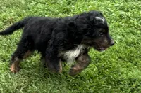 Orbit, a male Miniature Bernedoodle for sale in Shipshewana, IN – 6 of 10