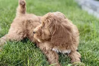 Orlo, a male Goldendoodle for sale in Shipshewana, IN – 3 of 8