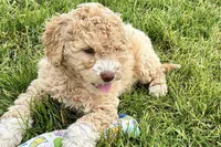 Yonder, a male Goldendoodle for sale in Shipshewana, IN – 4 of 10