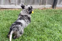 Yeller, a male Miniature Bernedoodle for sale in Shipshewana, IN – 7 of 10