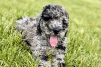 Yukon, a male Goldendoodle for sale in Shipshewana, IN – 8 of 8