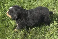 Happy , a male Bernese Mountain Dog for sale in Shipshewana, IN – 3 of 6