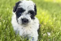 Patch , a male Poodle - Miniature  for sale in Shipshewana, IN – 6 of 10