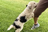 Willow , a female Miniature Bernedoodle for sale in Shipshewana, IN – 8 of 10