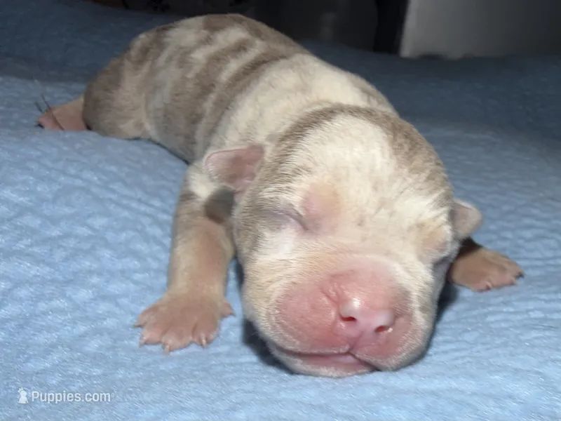 Romy – American Bully puppy for sale in South Easton, MA