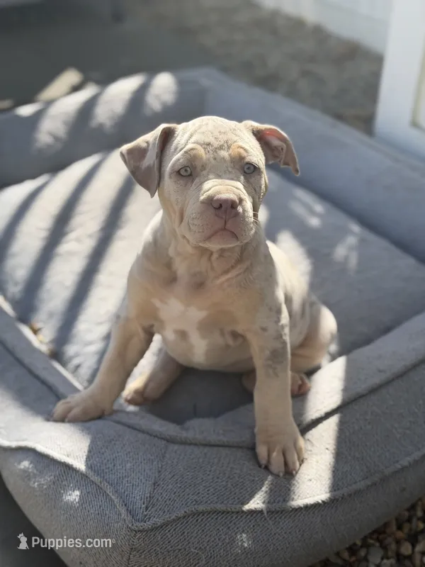 Pearl – American Bully puppy for sale in South Easton, MA