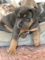 Mack, a male American Bully for sale in South Easton, MA – 2 of 9