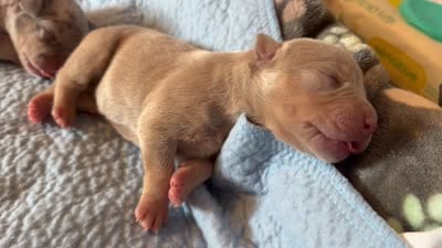 Bambi, a female American Bully for sale in South Easton, MA – 4 of 4