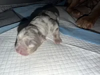 Junior, a male American Bully for sale in South Easton, MA – 5 of 7