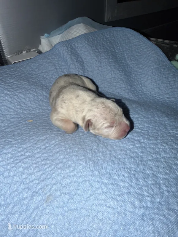 Pearl – American Bully puppy for sale in South Easton, MA