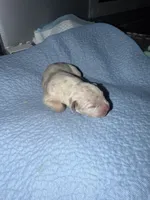Pearl, a female American Bully for sale in South Easton, MA – 1 of 3
