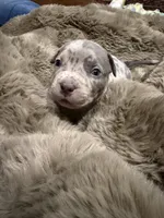 Junior, a male American Bully for sale in South Easton, MA – 6 of 10