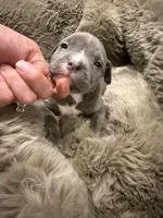 Lady, a female American Bully for sale in South Easton, MA – 4 of 10