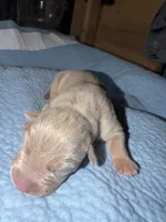 Bambi, a female American Bully for sale in South Easton, MA – 2 of 4