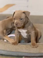 Leo , a male American Bully for sale in South Easton, MA – 2 of 7
