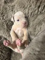 Pearl, a female American Bully for sale in South Easton, MA – 5 of 10