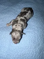 Lola, a female American Bully for sale in South Easton, MA – 3 of 3