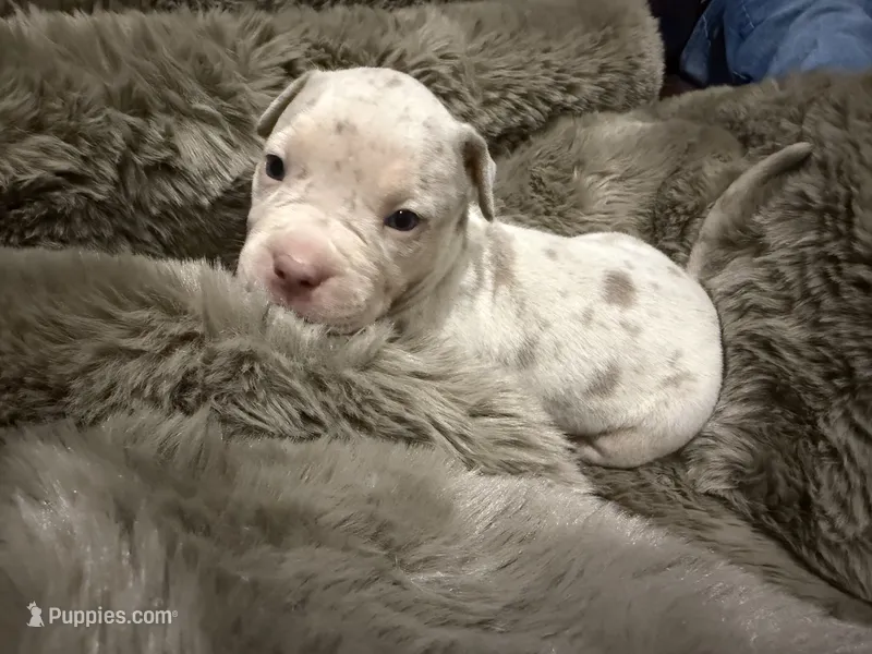 Pearl – American Bully puppy for sale in South Easton, MA