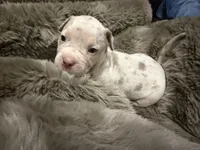 Pearl, a female American Bully for sale in South Easton, MA – 3 of 10