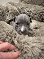 Lady, a female American Bully for sale in South Easton, MA – 2 of 10