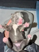 Lady, a female American Bully for sale in South Easton, MA – 4 of 4
