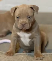 Leo , a male American Bully for sale in South Easton, MA – 1 of 7