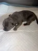Lady, a female American Bully for sale in South Easton, MA – 3 of 4