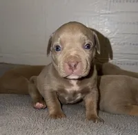 Bambi, a female American Bully for sale in South Easton, MA – 4 of 8