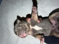Mack, a male American Bully for sale in South Easton, MA – 3 of 3