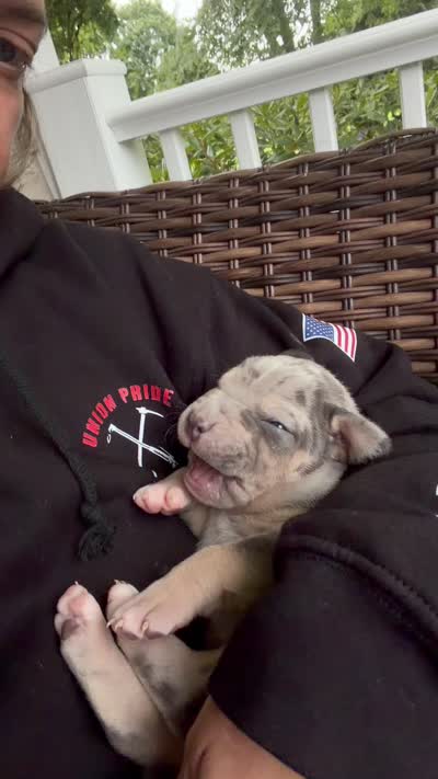 Lola, a female American Bully for sale in South Easton, MA – 8 of 8