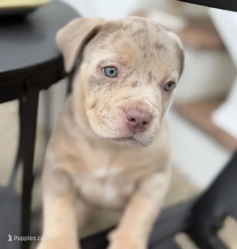 Lucy – American Bully puppy for sale in South Easton, MA