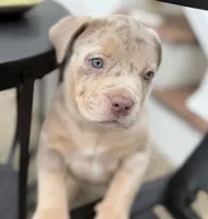 Lucy, a female American Bully for sale in South Easton, MA – 1 of 10