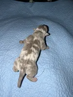 Romy, a female American Bully for sale in South Easton, MA – 3 of 4