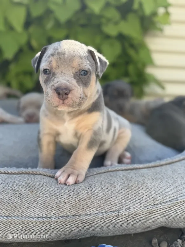 Lola – American Bully puppy for sale in South Easton, MA