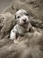 Junior, a male American Bully for sale in South Easton, MA – 5 of 10