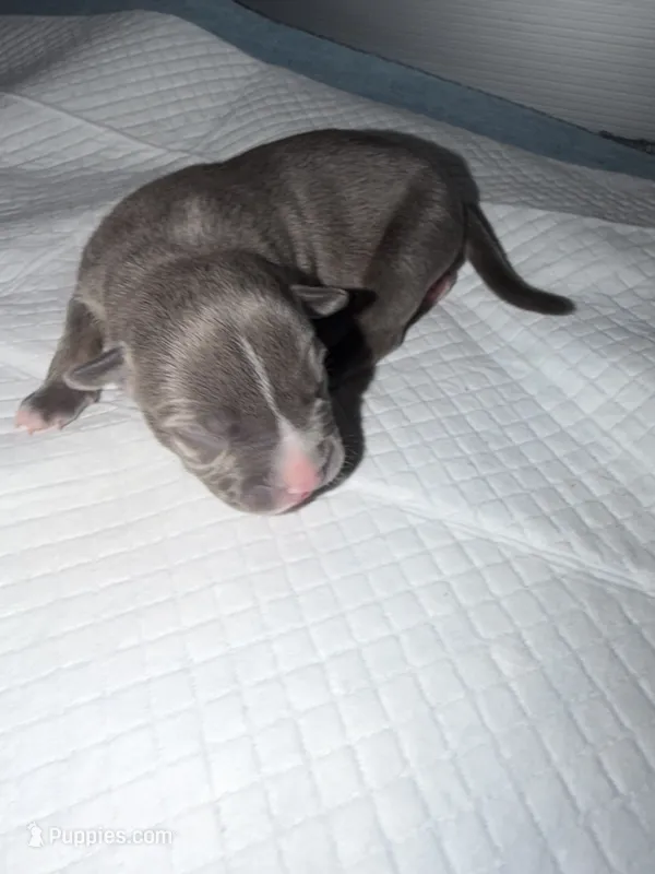 Lady – American Bully puppy for sale in South Easton, MA