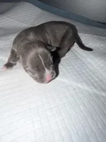 Lady, a female American Bully for sale in South Easton, MA – 1 of 4