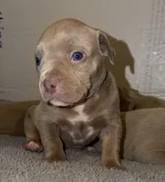 Bambi, a female American Bully for sale in South Easton, MA – 2 of 8