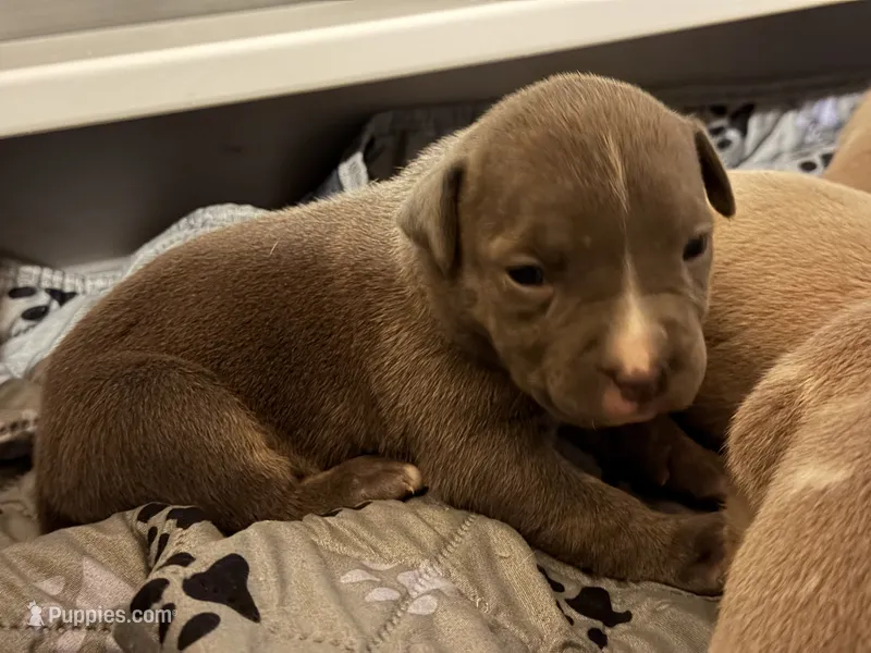 Lady – American Bully puppy for sale in South Easton, MA