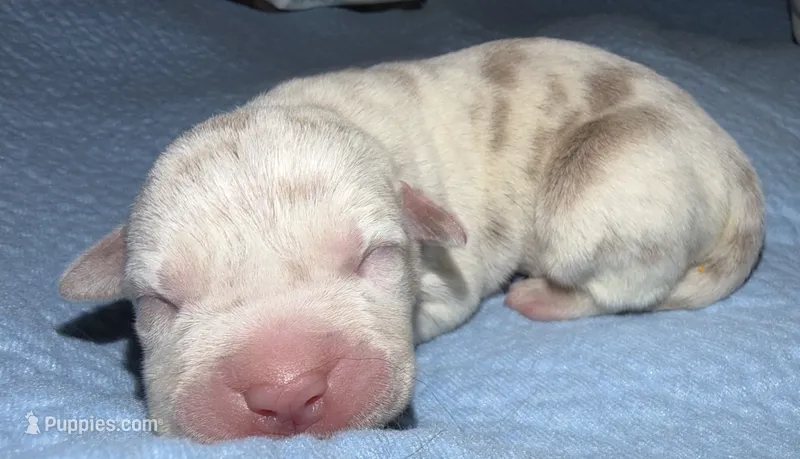 Lucy – American Bully puppy for sale in South Easton, MA