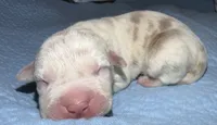 Lucy, a female American Bully for sale in South Easton, MA – 1 of 3