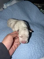Pearl, a female American Bully for sale in South Easton, MA – 3 of 3