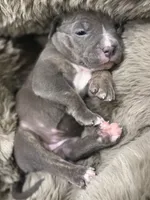 Lady, a female American Bully for sale in South Easton, MA – 3 of 10