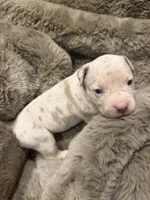 Pearl, a female American Bully for sale in South Easton, MA – 6 of 10