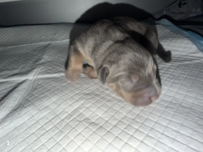 Mack – American Bully puppy for sale in South Easton, MA