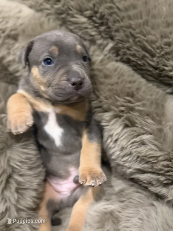 Mack – American Bully puppy for sale in South Easton, MA