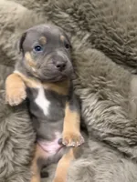 Mack, a male American Bully for sale in South Easton, MA – 4 of 9