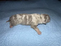 Romy, a female American Bully for sale in South Easton, MA – 4 of 4