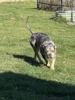 Junior, a male American Bully for sale in South Easton, MA – 4 of 7
